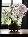 母の日ギフト2020年5月開花八重ツイン盆栽桜盆栽信楽鉢入り 旭山桜盆栽育てて来年自宅でお花見が楽しめます