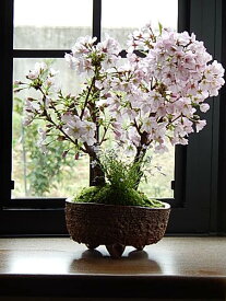 贈り物に信楽鉢入り 旭山桜盆栽育てて来年自宅でお花見が楽しめます
