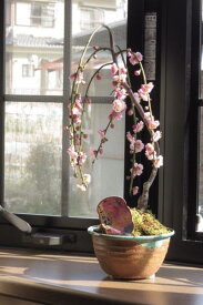 八重しだれ梅盆栽2024年2月〜3月に開花おすすめしだれ梅盆栽シダレウメ八重咲のピンク色と　香りの贈り物ミニしだれ梅盆栽　ちなみに海外でも　BONSAI ボンサイ