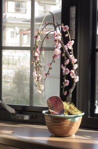 ĜԂ͏IĂ܂d~~2025N2`3ɊJԂ߂~~̓V_Ed̃sNFƁ@̑蕨~j~~́@Ȃ݂ɊCOł@BONSAI {
