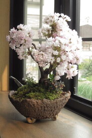 母の日桜盆栽幸あれさくらのお花見　桜盆栽でお祝い少し遅めの開花2025年5月中頃～下旬に開花お祝い贈り物に桜盆栽　自宅でお花見4月頃に八重咲きピンクの桜が楽しめます