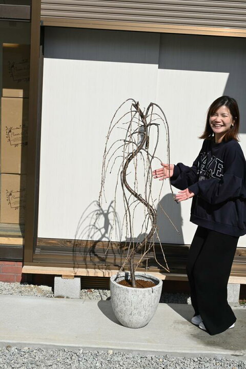楽天市場 桜鉢植えシンボルツリーに22年4月中頃頃開花予定おすすめの 八重しだれ桜鉢植え 記念日の桜植樹 お祝いに桜 風情のあるしだれ桜 鉢植えシダレ桜 1 5m 自宅のシンボルツリーに 大きいしだれ桜おすすめの シダレ桜です サクラ大 園芸百貨店何でも