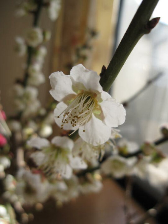 楽天市場 22年2月末頃開花梅盆栽白梅盆栽白梅ポット入り純白の白い梅 園芸百貨店何でも揃うこぼんさい