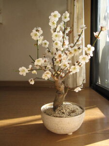 2025N3JԖ~͂aɔ~̉ԑ蕨ɂߖ~͓~~~͔~~͖~͓~~Ȃ݂ɊCOł@BONSAI {TCƌ܂B@ւʂ~̉ԁ@@~~