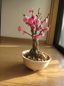 2026N2ɊJԔ~~͔dsN~~́@~Ɓ@̑蕨My