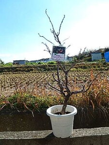 しだれ梅 盆栽 植木 植木 盆栽の人気商品 通販 価格比較 価格 Com