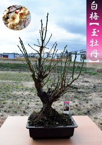 牡丹 盆栽 植木の人気商品 通販 価格比較 価格 Com