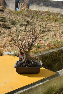 牡丹 鉢 植木 盆栽の人気商品 通販 価格比較 価格 Com