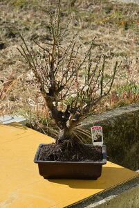 牡丹 鉢 植木 盆栽の人気商品 通販 価格比較 価格 Com