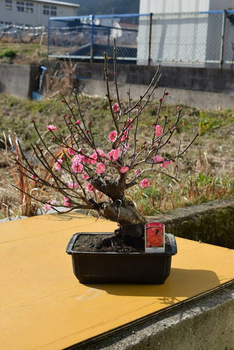 楽天市場】現品の八重紅梅梅本格梅盆栽花梅 寒梅 2021年1月28日 撮影 