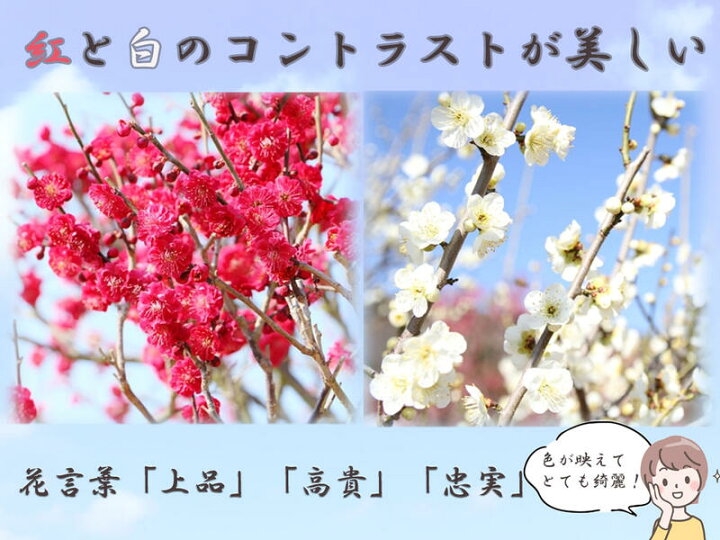 楽天市場】梅盆栽【盆栽梅】2024年3月頃開花予定おめでたい梅盆栽紅色 
