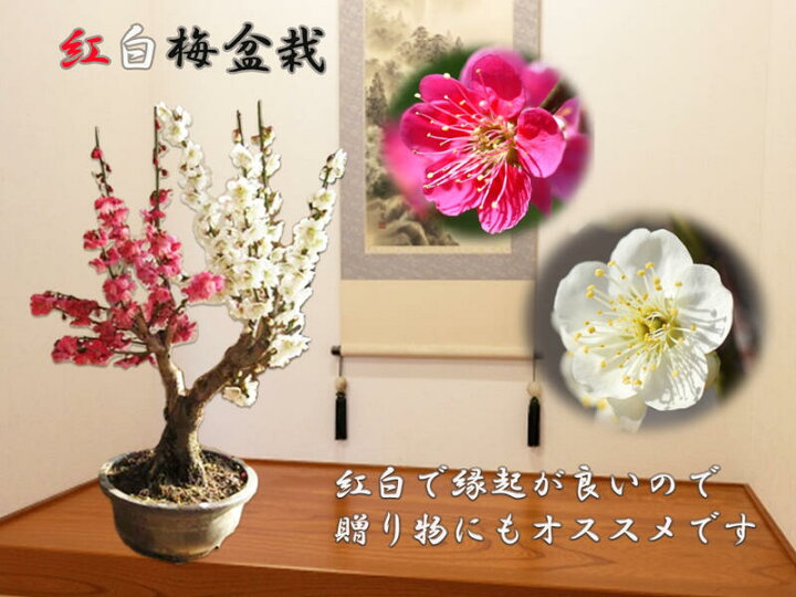 梅ピンクと白盆栽｜盆栽
