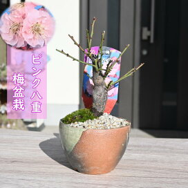 楽天市場】 盆栽 > 梅盆栽 > ピンク系八重梅 : 園芸百貨店何でも揃うこ 