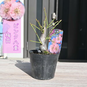 2026NԉL ~c d炫 sN@|bgc Ԕ~ A~͌@15`20Z`O