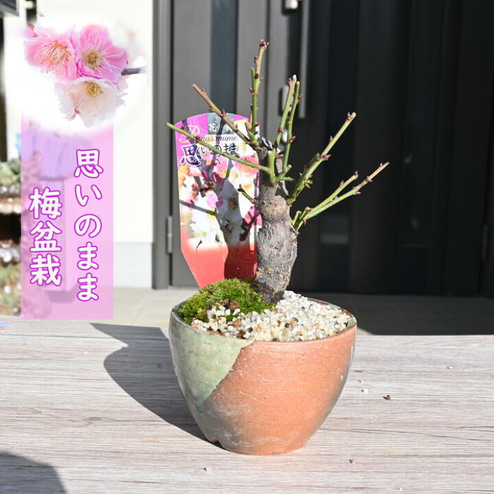楽天市場】ウメ花梅2026年2月～3月に開花梅盆栽 思いのまま 咲き分け 