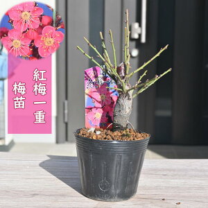 2026NԉL ~c g~@d炫 |bgc Ԕ~ A~͌@15`20Z`O