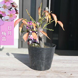 2026NԉL ~c  |bgc@炫 d炫 Ԕ~ A~͌@15`20Z`O