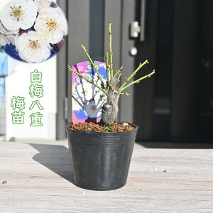 2026NԉL ~c ~@d炫 |bgc Ԕ~ A~͌@15`20Z`O