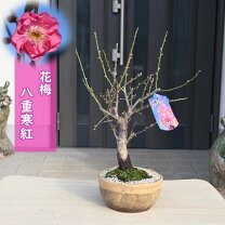 楽天市場】八重寒紅の通販