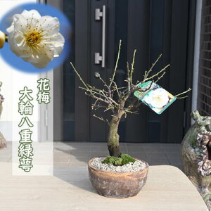 2025N2`J ~~ ֔d d炫 ~ ~ x炫 Ԕ~