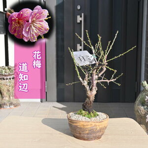 2026N2`3ɊJԍy ~~ m ݂ d炫 ~ 炫 Ԕ~