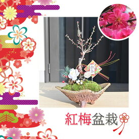 2026年2月～3月に開花香りを楽しむ2026年2月頃開花 新年の贈り物紅梅盆栽 ウメ うめお正月飾り付きでお届け大盃盆栽梅 自然の香水お誕生日プレゼントにウメの香り紅梅盆栽信楽焼き入り信楽鉄鉢梅の盆栽 盆梅 ギフト 盆栽お祝い紅花 大盃梅