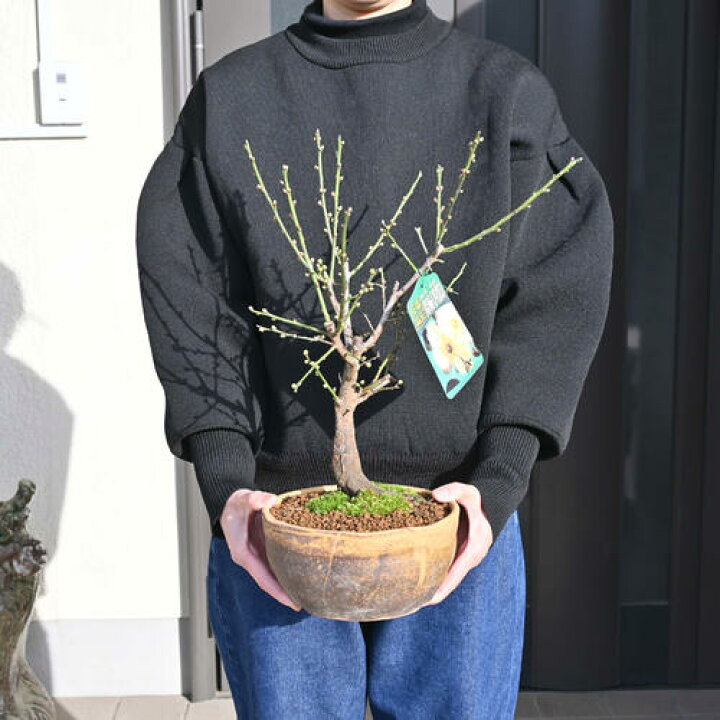 楽天市場】2024年1月～開花 梅盆栽 月影 青軸 一重咲き 白梅 野梅  