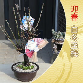 2026年2月～3月に開花香りを楽しむ梅盆栽のお祝い梅新年の贈り物白梅 白冬至 盆栽用 プラスチック鉢入りお正月飾り付きでお届けしろうめ 自然の香水お誕生日プレゼントにウメの香り豪華 絢爛