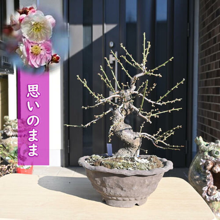 楽天市場】2024年3月開花 梅盆栽 思いのまま 咲き分け 八重咲き 花梅 