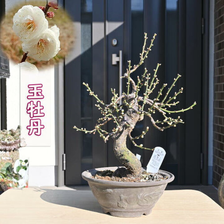 楽天市場】2025年2月開花 玉牡丹 梅盆栽 白梅八重咲き 花梅 ウメ 