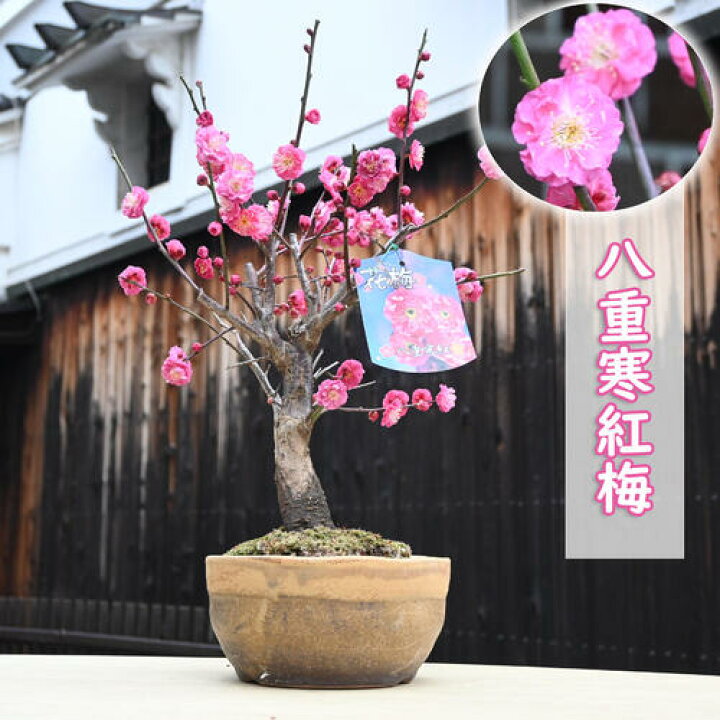 楽天市場】ウメ盆栽【2026年2月開花 花芽付き】八重寒紅梅 鉢植え梅 