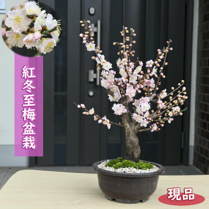 楽天市場】2025年2月～3月頃開花 紅冬至梅盆栽 プラ鉢入り お祝い 梅  
