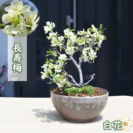 2024年4月中旬開花 長寿梅 白花 盆栽 一重咲き 花物盆栽 クサボケ