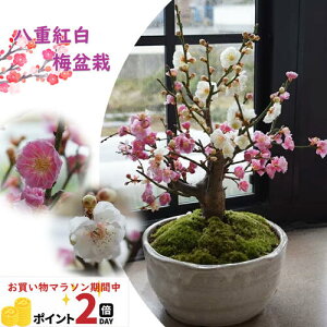 }\ԒyV|Cg2{ j~ dg~~ 2026NJ3JԔ~~ y~́zMyĂg~~́@~̉