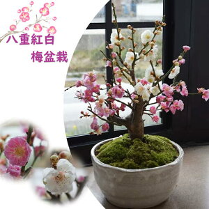 j~~ ߂ł dg~~ 2026N3ɊJԓ؂ɍgƔ̉Ԃ炭@~͔~~~ g~y~́zMyĂg~~