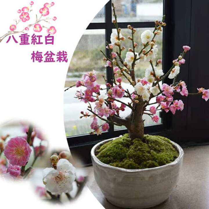 楽天市場】お祝い梅盆栽おめでたい八重紅白梅盆栽 2025年3月頃に開花 