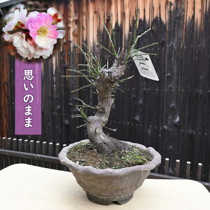 2026N3J ~~ v̂܂ 炫 d炫 Ԕ~