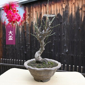 2026N2J u~~ g~ E ߎR̍av[gɃE̍g~~͔~̖~ ~~ Mtg ~͂jg u~