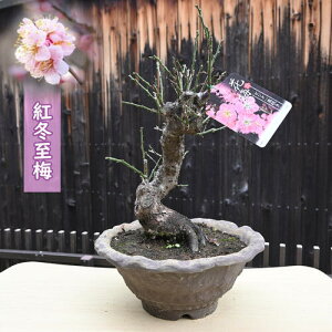 2026N2J g~~~ j@~~́@ׂɂƂ΂@Ƃ΂@Ԕ~