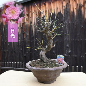 2026N2J  ~~ d炫 j ~~ ɂ Ԕ~ ѐ~ ю} Ԕ~