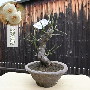 2026N2J ʉO ~~ ~d炫 Ԕ~ E