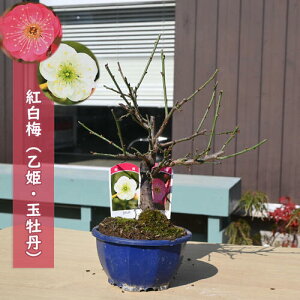 g~ P ʉO A v 2026NJ3JԔ~~͍g~~ av[g ~͌c