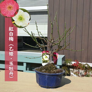 g~ P ʉO A v 2026NJ3JԔ~~͍g~~ av[g ~͌c