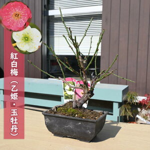 g~ P ʉO A v 2026NJ3JԔd炫 ~~͍g~~ av[g ~͌c