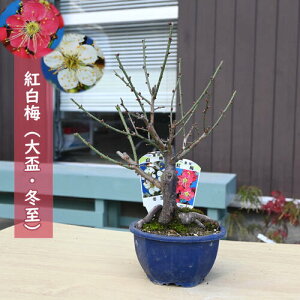 g~ u ~ A v 2026NJ3JԈd炫 ~~͍g~~ av[g ~͌c