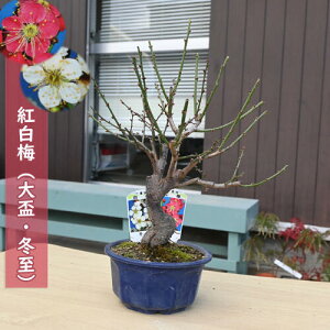 g~ u ~ A v 2026NJ3JԈd炫 ~~͍g~~ av[g ~͌c