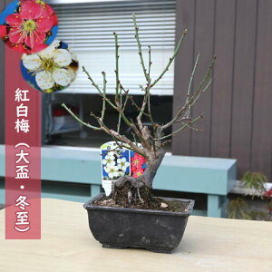 g~ u ~ A v 2026NJ3JԈd炫 ~~͍g~~ av[g ~͌c