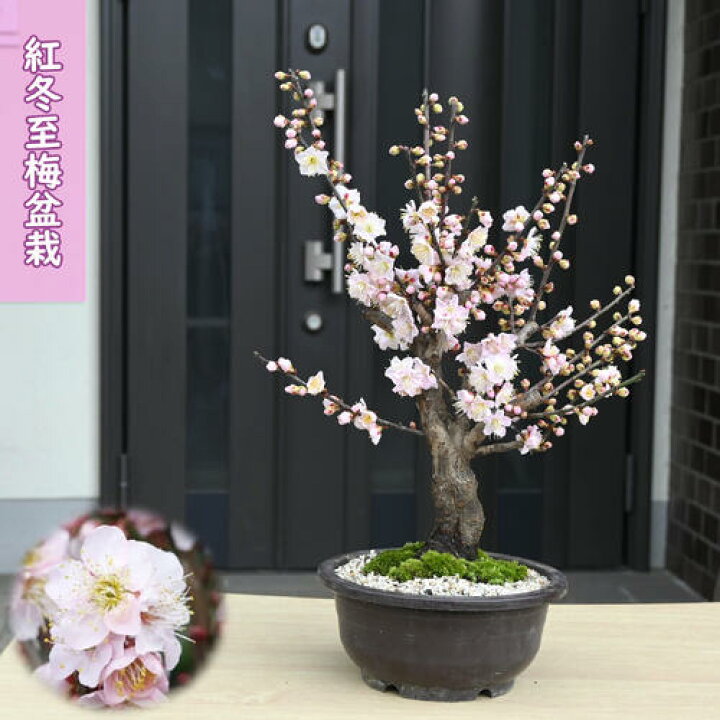 楽天市場】2026年2月～3月に開花香りを楽しむ紅冬至梅盆栽 プラ鉢入り 