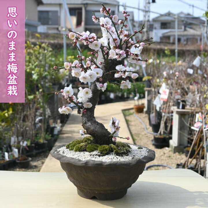 楽天市場】2026年2月～3月開花 梅盆栽 思いのまま 咲き分け 八重咲き 