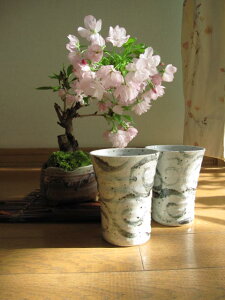桜盆栽:桜 二人仲良く お花見盆栽 雲海信楽コップ付き 支度でお花見の出来る桜盆栽となります。